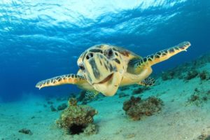 Hawaiian Green Sea Turtle