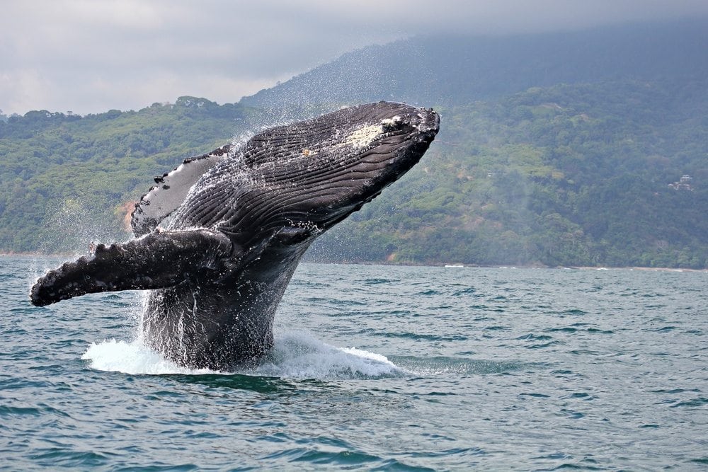 The humpback whale breaching - Dolphins and You - And You Creations