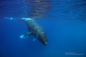 クジラの遭遇率アップ