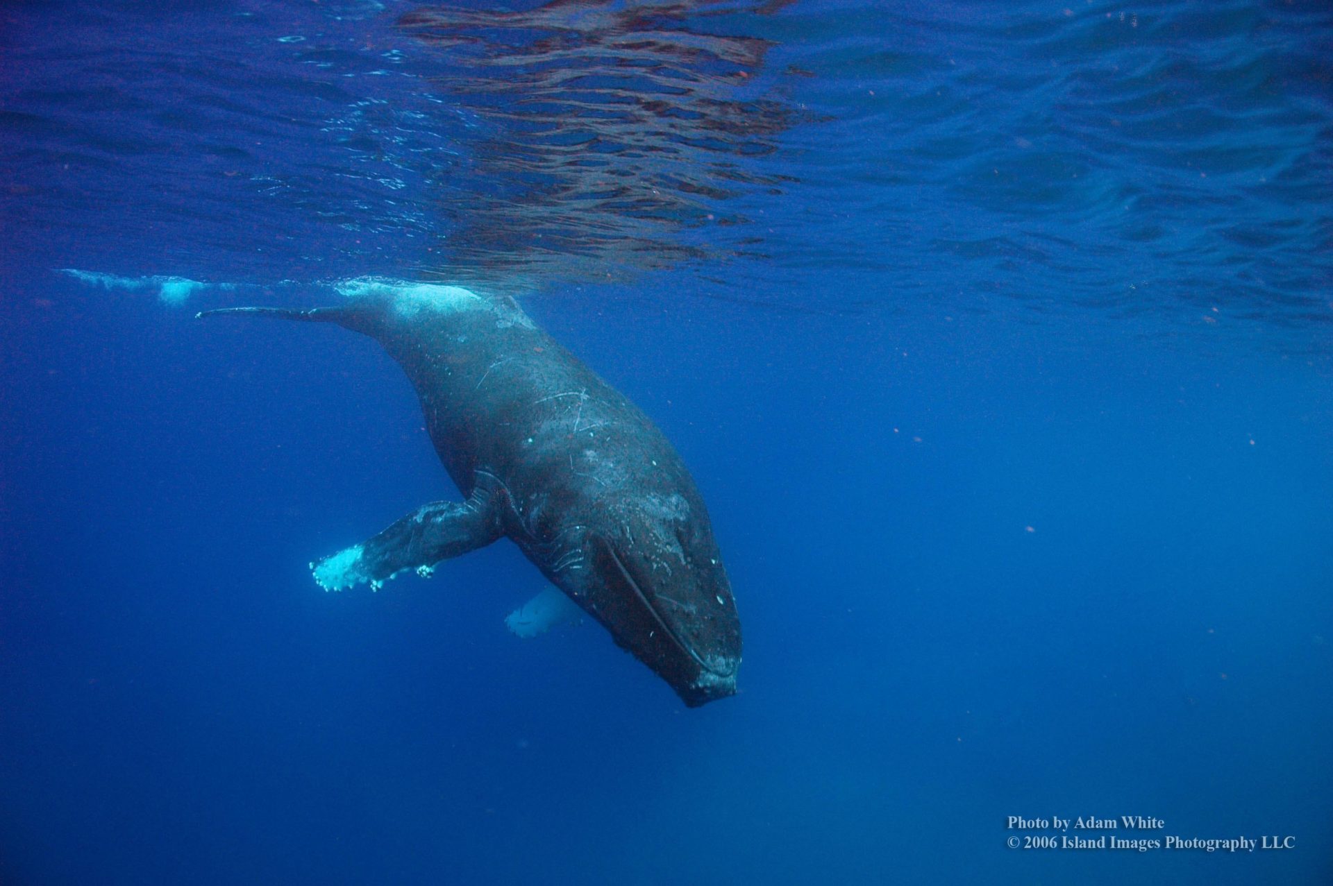 You are currently viewing アラスカのクジラは星座を見ながらハワイにやってくる？