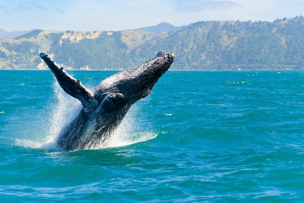 You are currently viewing When is Whale Season in Hawaii?