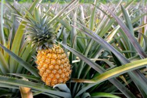 Best Pineapple Farms in Hawaii to Visit