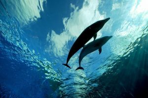 How Much Is Does it Cost to Experience with Dolphins in Hawaii?