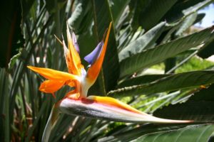 The Top 8 Most Interesting Hawaiian Flowers & Plants