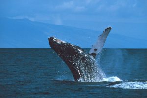 The Top 14 Most Interesting Facts About Humpback Whales