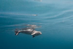 ハワイの人気者ハワイアンモンクシール