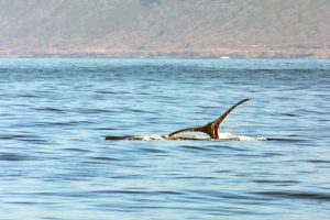 ハワイ、オアフ島でクジラが見られるポイント