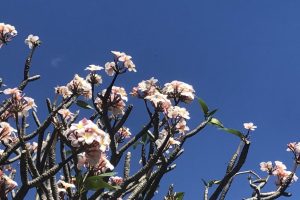 常夏ハワイがむかえる色鮮やかな花の季節