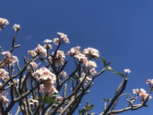 常夏ハワイがむかえる色鮮やかな花の季節