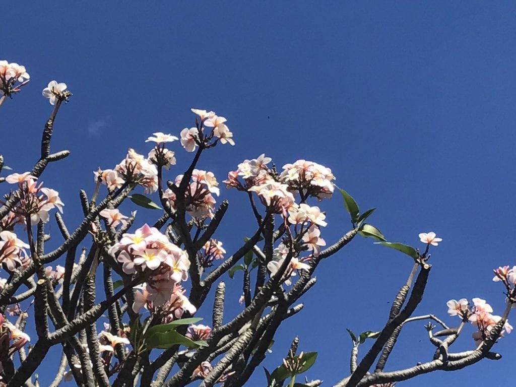 You are currently viewing 常夏ハワイがむかえる色鮮やかな花の季節