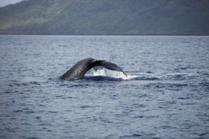 地球の表面を大移動するクジラ達はテレポーテーション（瞬間移動）ができる？