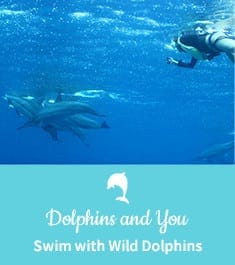 swim with wild dolphins