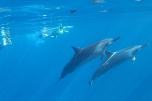 What’s special about dolphins