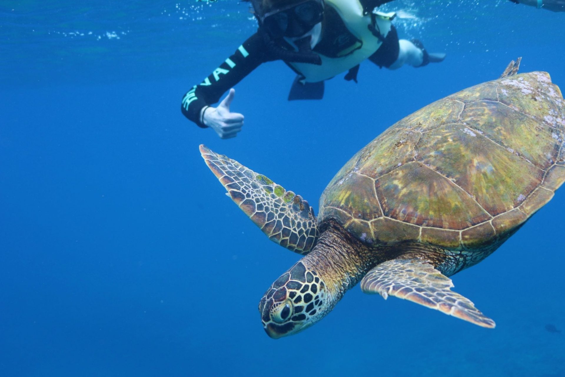 You are currently viewing 5 Ways You Can Help Save The Turtles