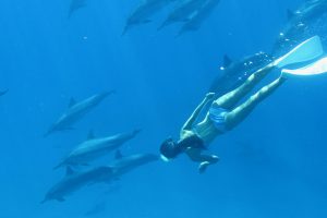 イルカは海の天使ー野生のイルカと泳ぐツアーの始まり