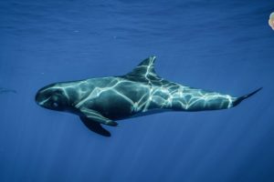 Pygmy False Killer Whale on DAY Tour