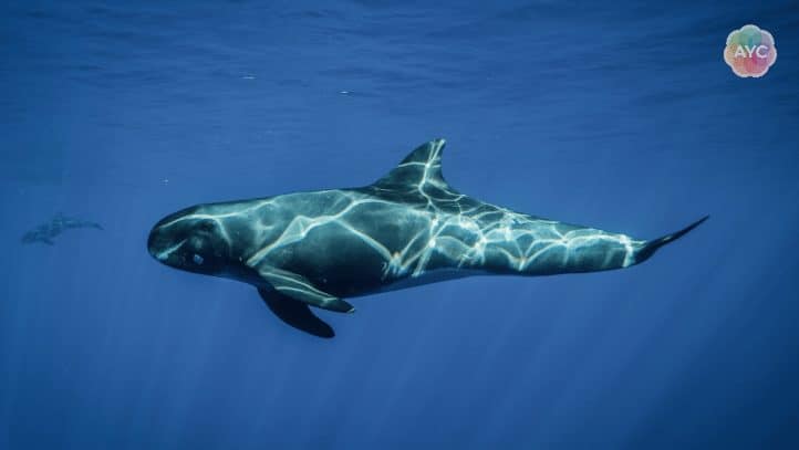 You are currently viewing Pygmy False Killer Whale on DAY Tour