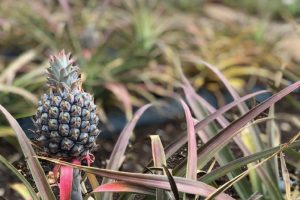 有吉も食べた、白いパイナップル★