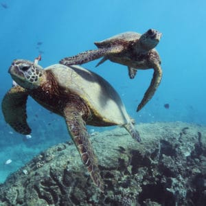 Sea turtle swimming