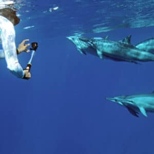 Swim with dolphins in the wild in Hawaii