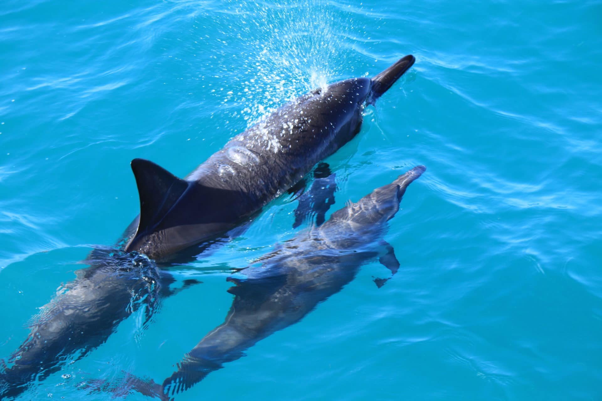 You are currently viewing Marine Moms: Dolphin, Turtle and Whale Motherhood