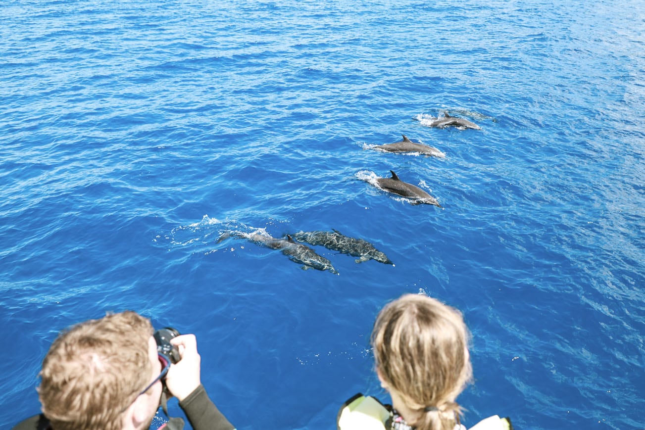 Dolphins and You - dolphin swimming