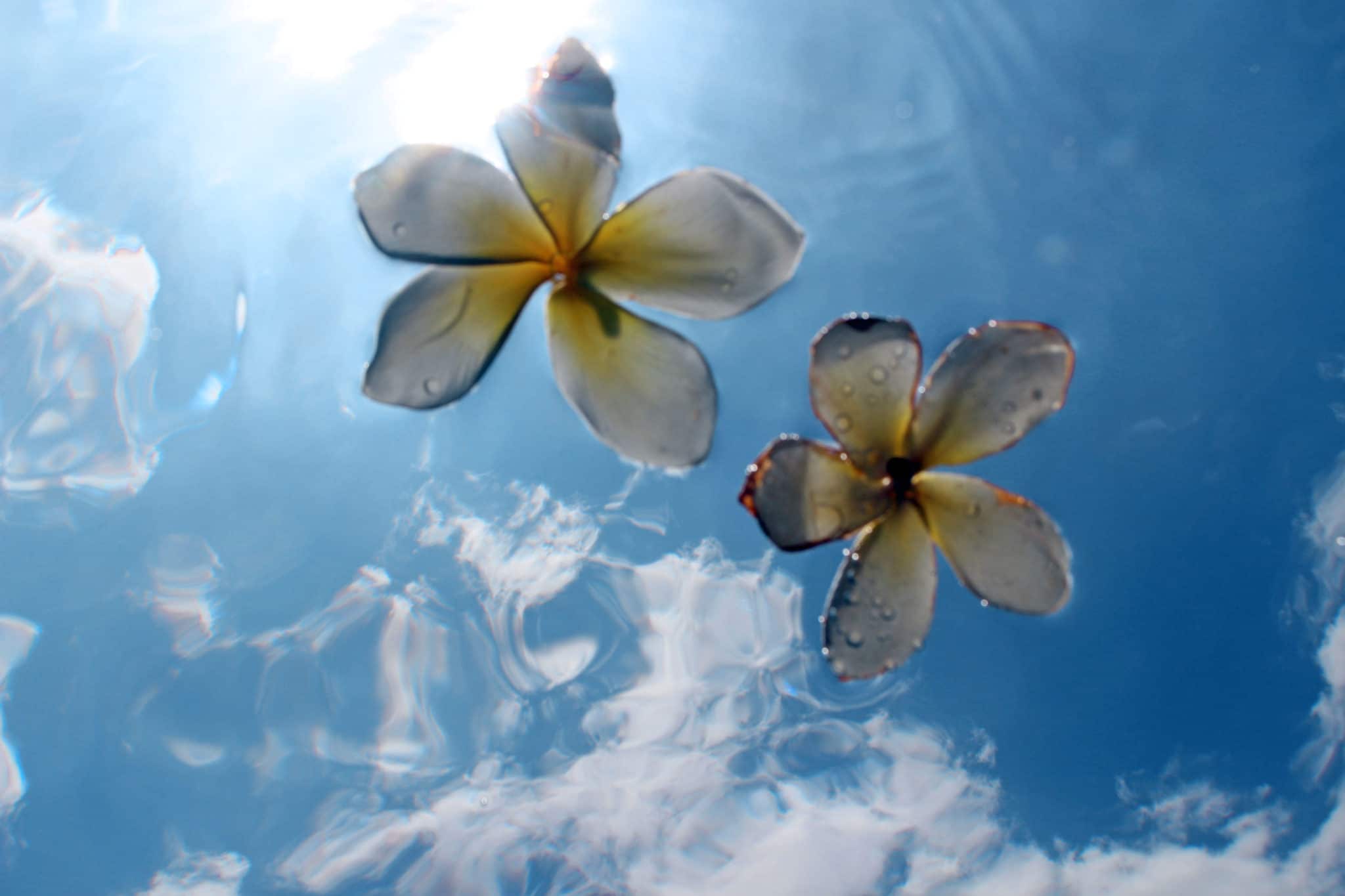 Flowers float in the office during an Oahu memorial service