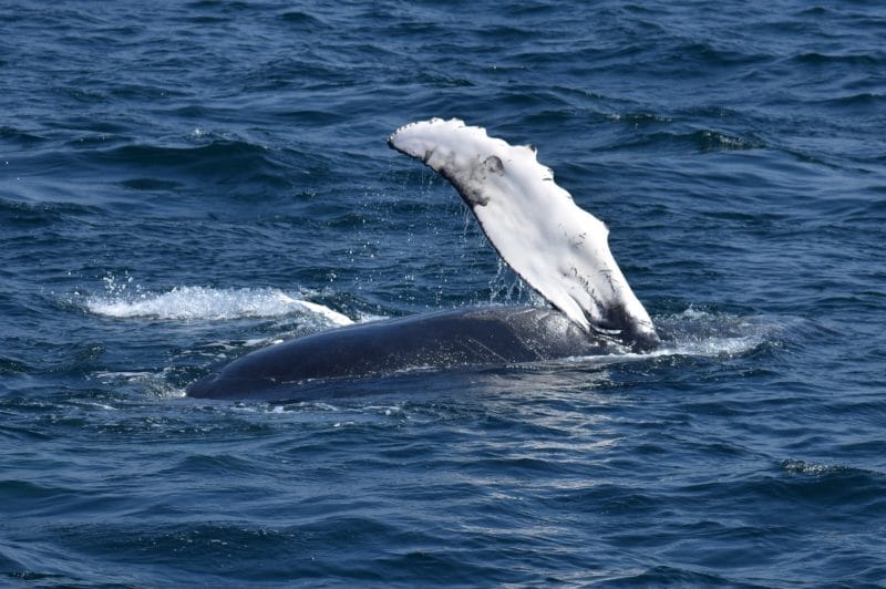 Humpback whale fin in Oahu seen on And You Creations tour