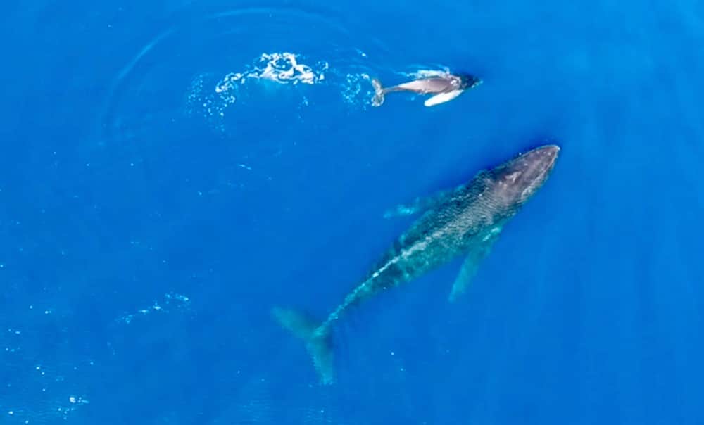 You are currently viewing クジラの声も聞けるよ❤︎クジラウオッチングツアー  in Hawaii