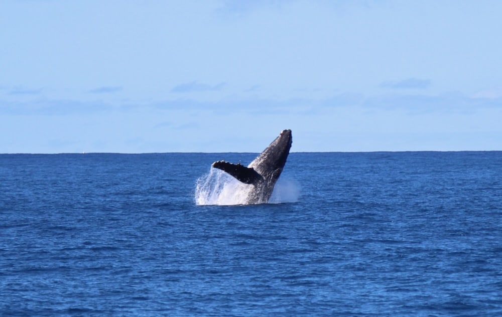 You are currently viewing こんなの初めてー！楽園ハワイの海で一斉にクジラがジャンプ！