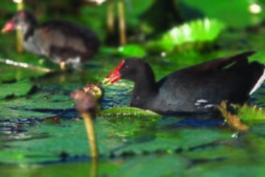 Top 10 Rare Birds in Hawaii including Alae ‘ula