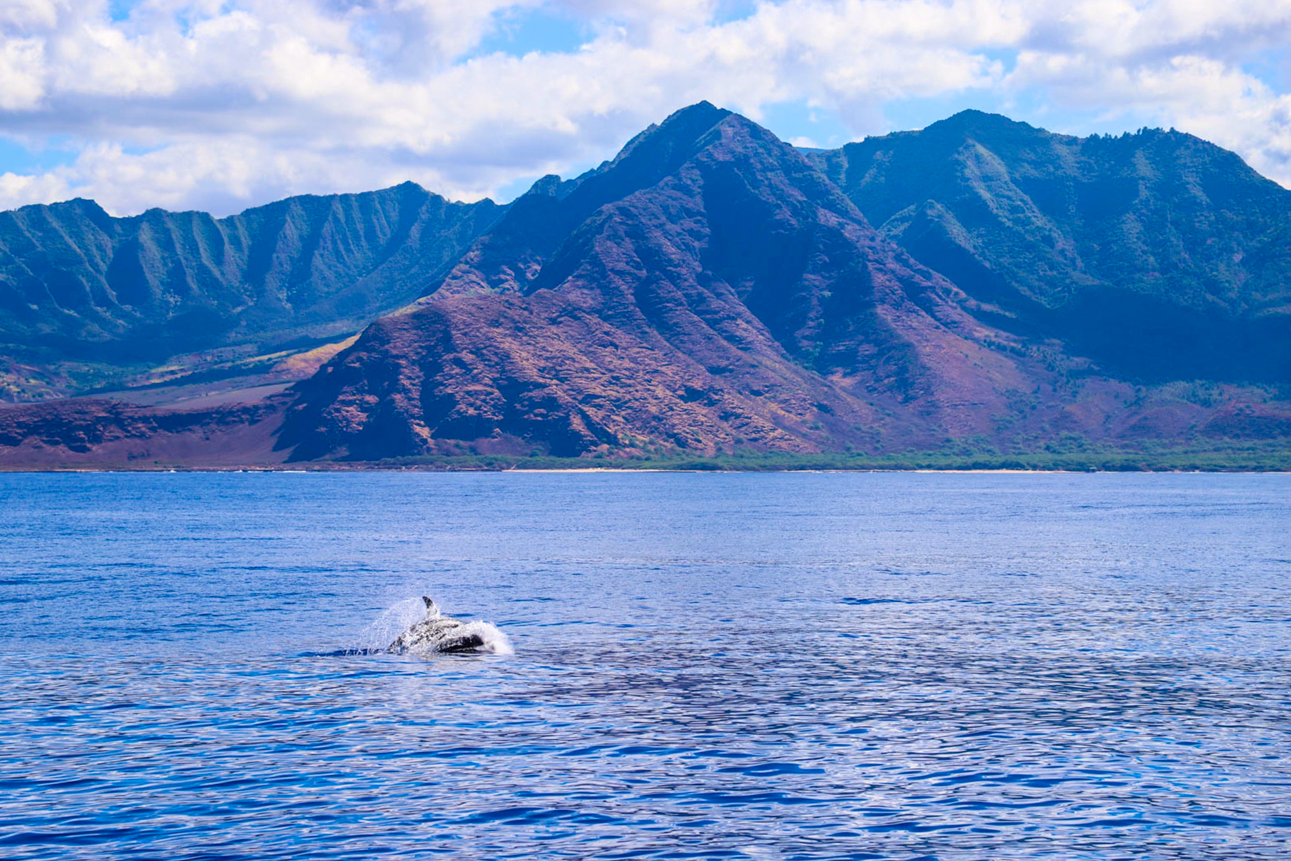 You are currently viewing Orcas In Hawaii!