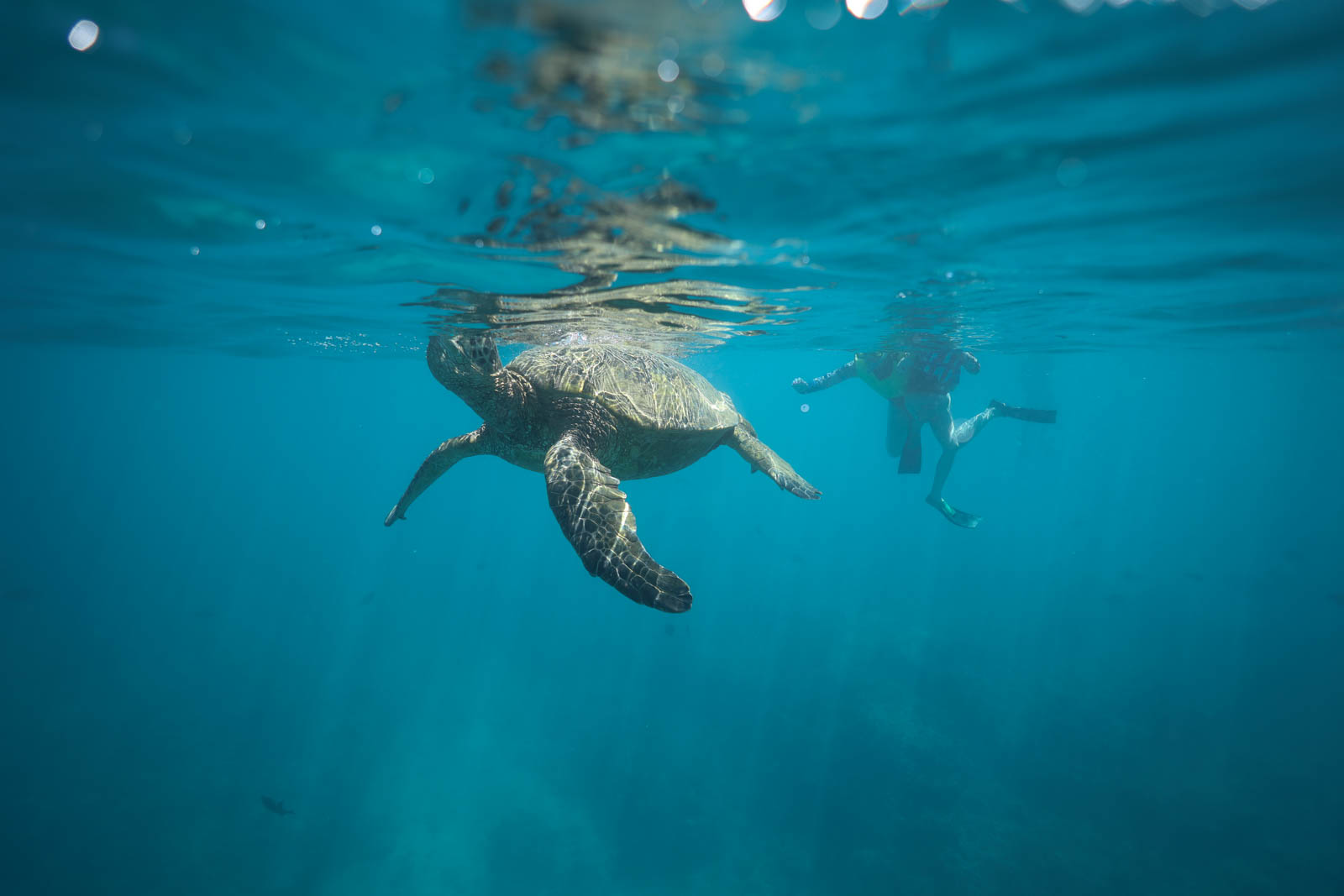 You are currently viewing Ultimate Guide for Turtle Snorkeling on Oahu ?