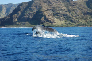 hawaii humpback whale breath