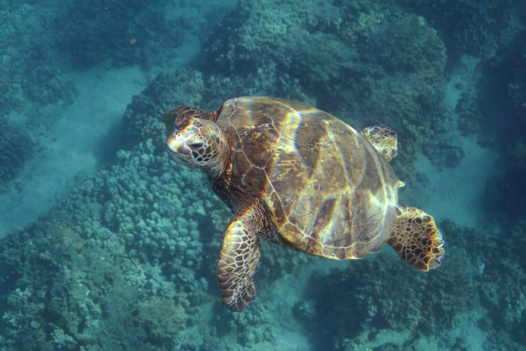 oahu turtles eyes