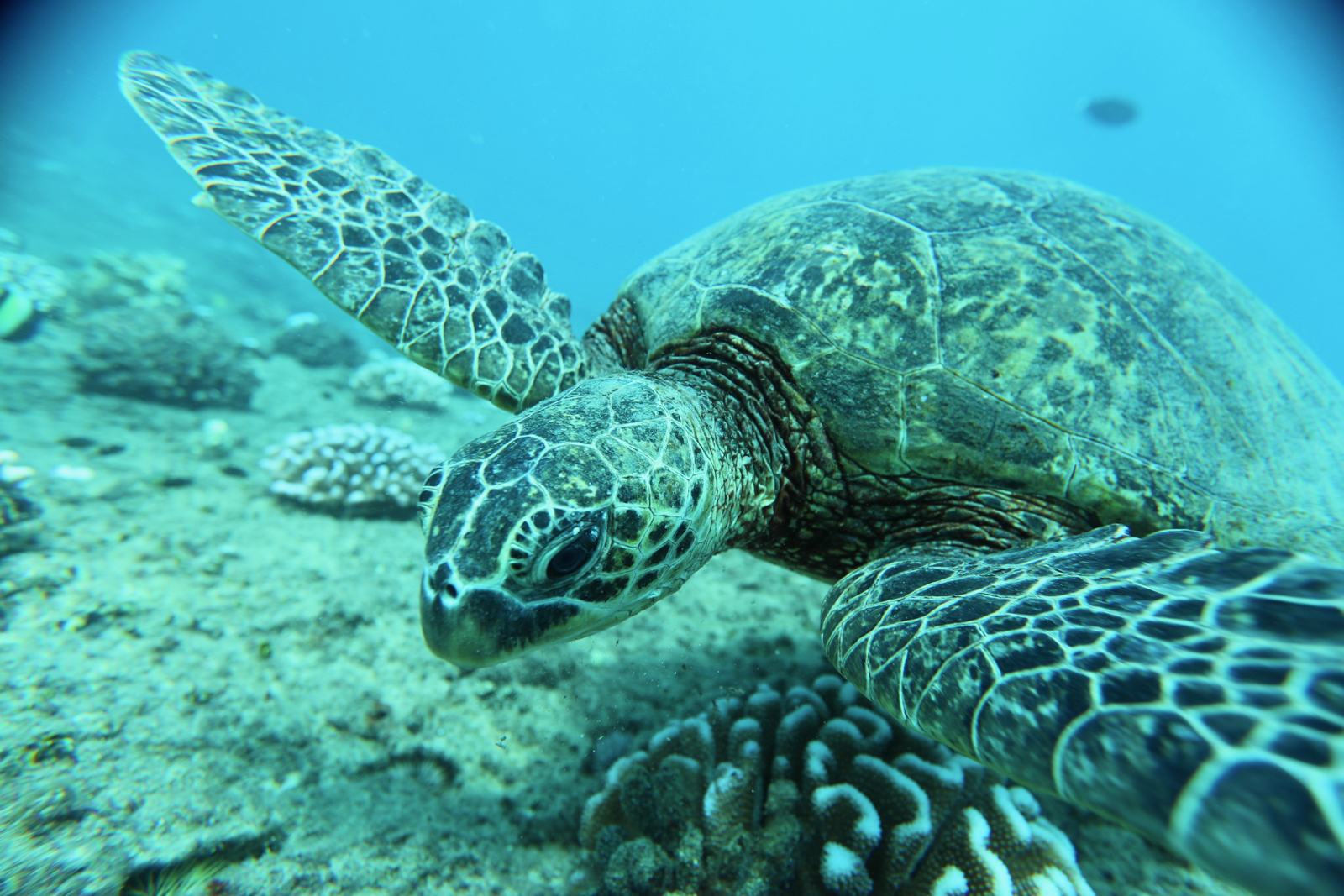 You are currently viewing Can Hawaiian Sea Turtles Understand English?